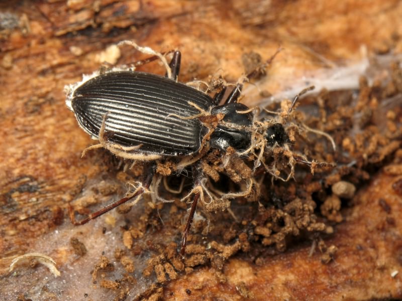 Agonum lugens (Duftschmid, 1812)
